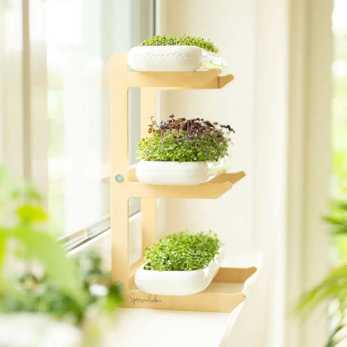 Anzuchtschalen für Microgreens
