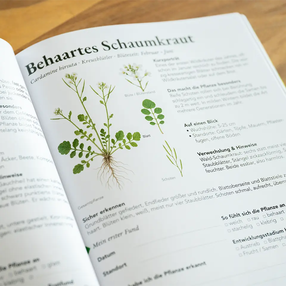 Behaartes Schaumkraut im Fundbuch