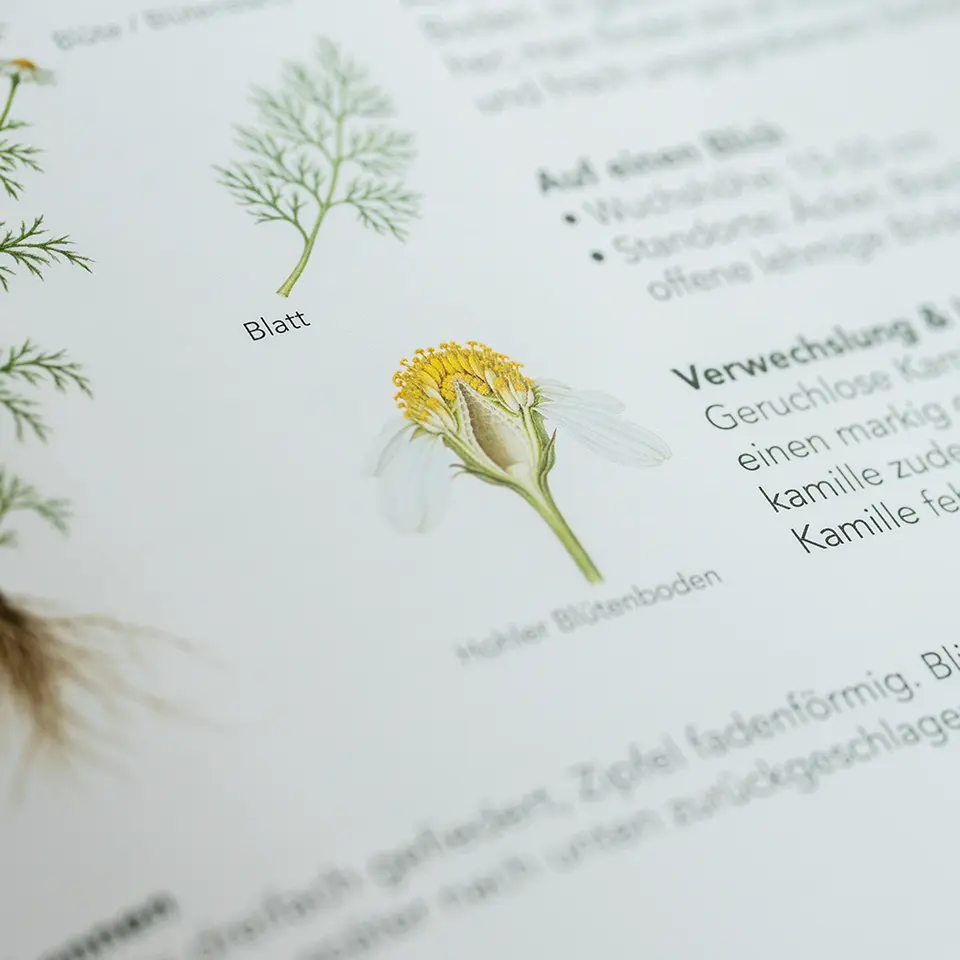 Echte Kamille im Fundbuch