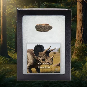 Echtes Triceratops-Knochenfragment in hochwertiger Sammlerbox mit Fossilkarte, fotografiert im Waldhintergrund.