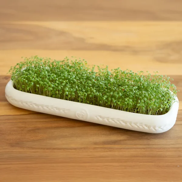 Kresse Microgreens in der Anzuchtschale