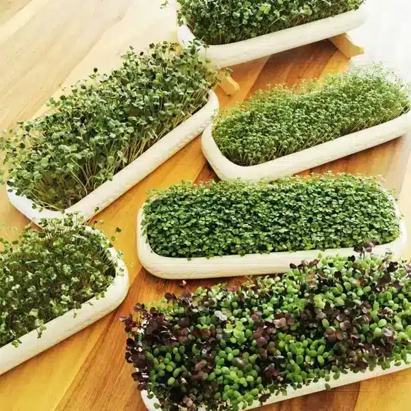 Microgreens Sorten in Anzuchtschalen