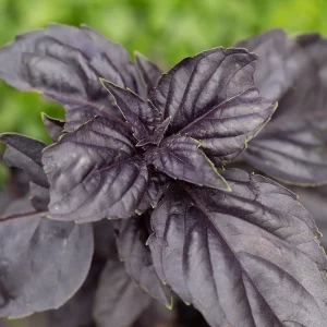 Bio Basilikum „Dark Opal“ – Aromatische Kübelpflanze für Balkon & Beet