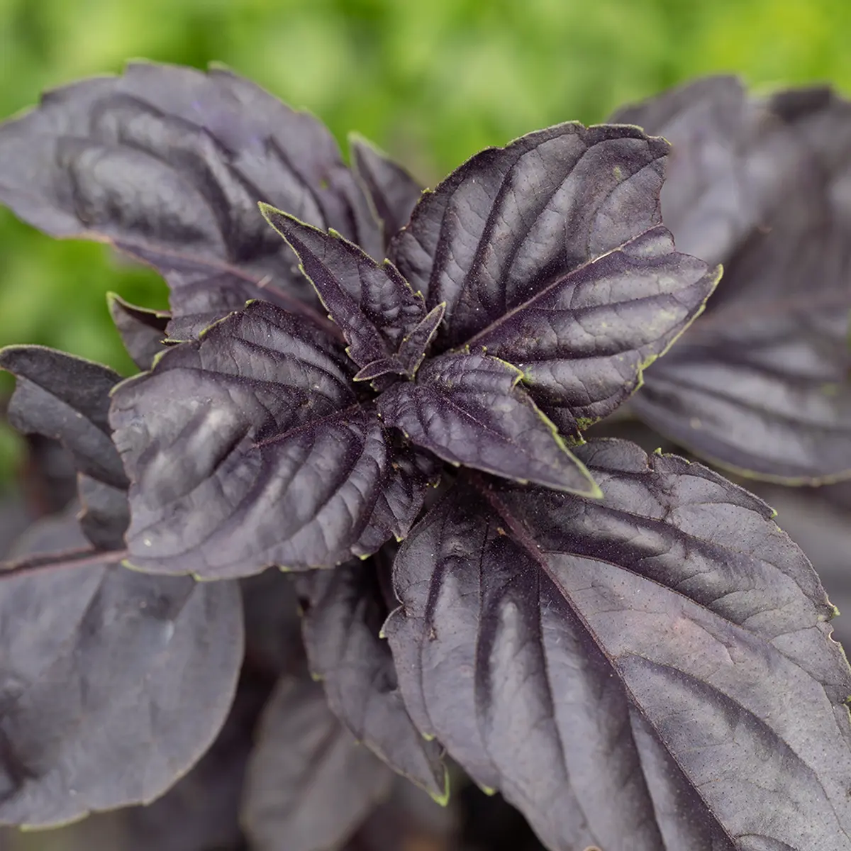 Bio Basilikum „Dark Opal“ – Aromatische Kübelpflanze für Balkon & Beet