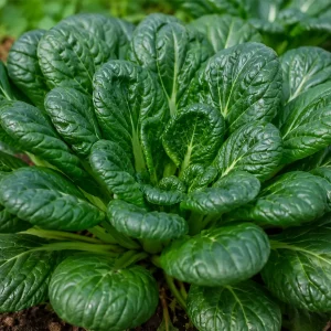 Bio Winter-Blattsalat Tatsoi (Brassica rapa subsp. narinosa) im Beet mit dunkelgrünen Blattrosetten