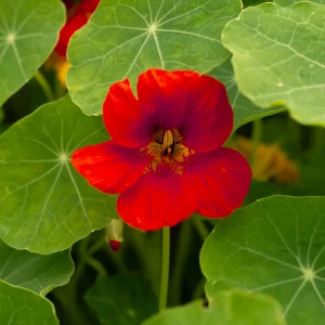 Bio Kapuzinerkresse „Red Princess of India“ – Essbare Blüten & würzige Blätter