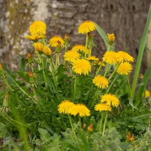 Bio Löwenzahn – Mehrjährige Wildpflanze für Küche & Heilgarten