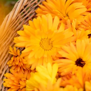 Bio Ringelblume - Heilpflanze für Salben, Tee & Blühbeet