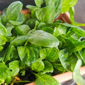 Bio Spinat „Capricorn“ – Zartes Blattgemüse für Beet & Hochbeet