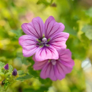 Bio Saatgut Wilde Malve