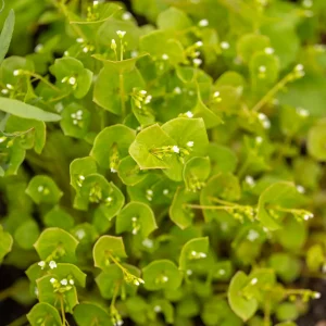 Bio Winterportulak – Vitaminreiches Wintergemüse für Beet & Gewächshaus