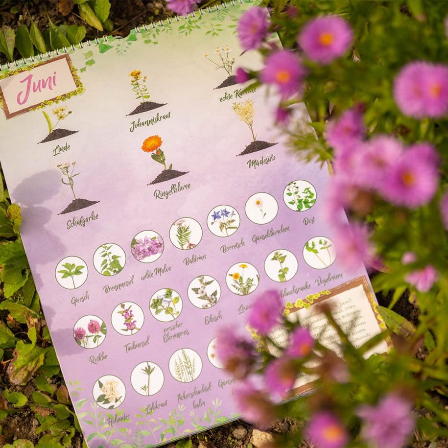 Saisonkalender für Wildkräuter - Die moderne Kräuterhexe
