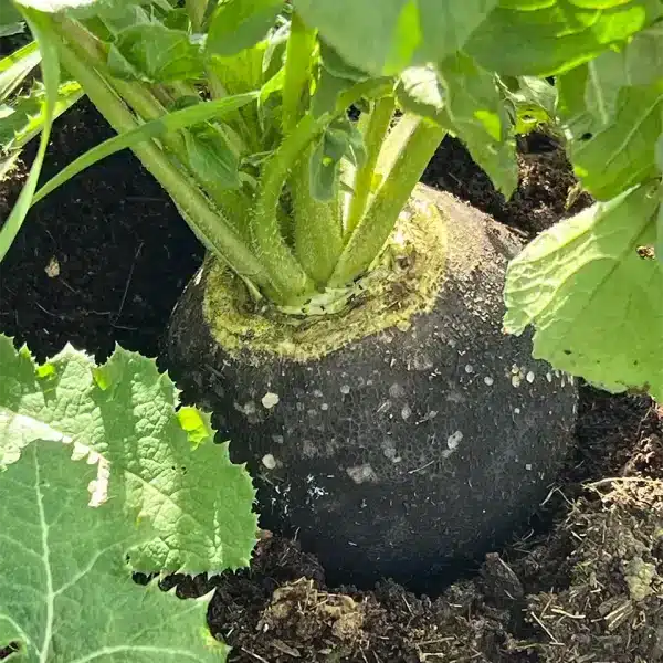 Schwarzer Rettich im Hochbeet