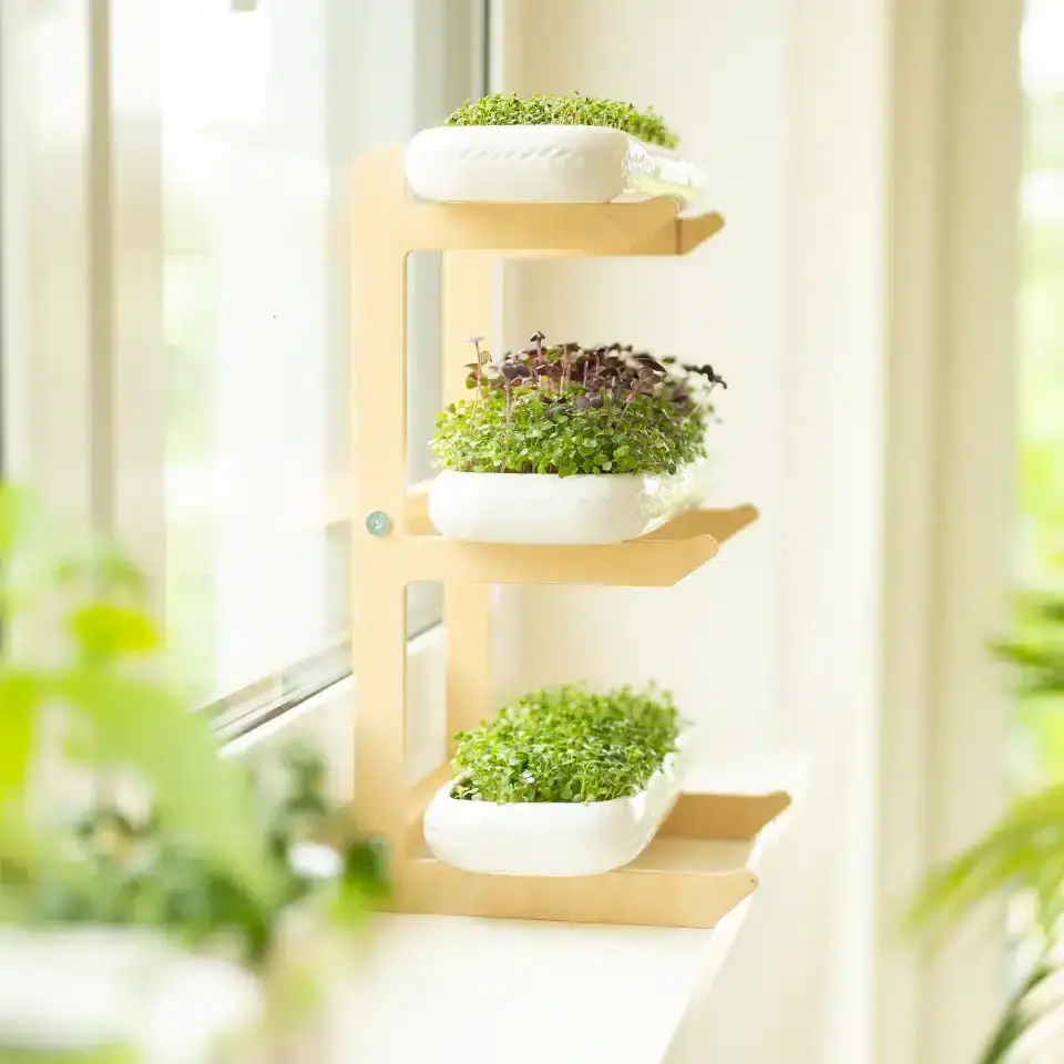 Microgreens Selbstversorger Set